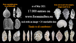 17000 foraminifera