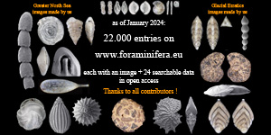 22000 foraminifera