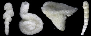 ALbian Foraminifera