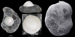 Greater North Sea foraminifera