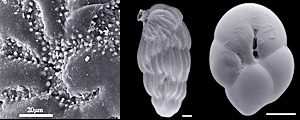 Foraminifera, Forams from the Mauritanian Slope