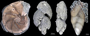 Paleocene Forams
