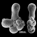 Pessagnoina, Foraminifera, Forams
