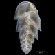 Dentalina globifera, Foraminifera