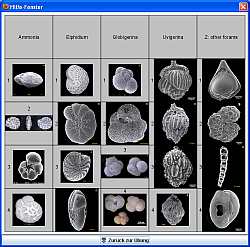 Foraminifera Puzzle