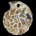 Foraminifera, Forams Epistomina