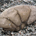 Foraminifera, Forams Kerteminde