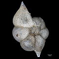 Rosalina, Foraminifera, Forams