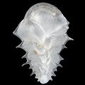 Foraminifera, Ehrenbergina