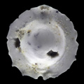 Foraminifera, Pyrgo