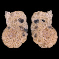 Foraminifera, Glaphyrammina