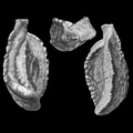 Foraminifera, Forams Quinqueloculina