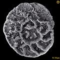 Foraminifera, Stensioeina