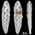 Foraminifera, Bolivina, Sitka, Alaska
