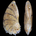 Foraminifera, Astacolus