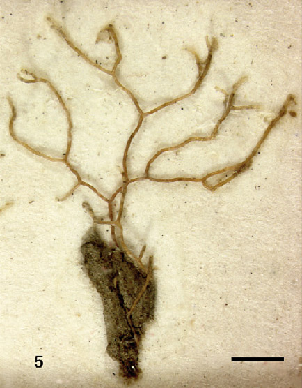Psammatodendron arborescens, Lectotype Natural History Museum, London