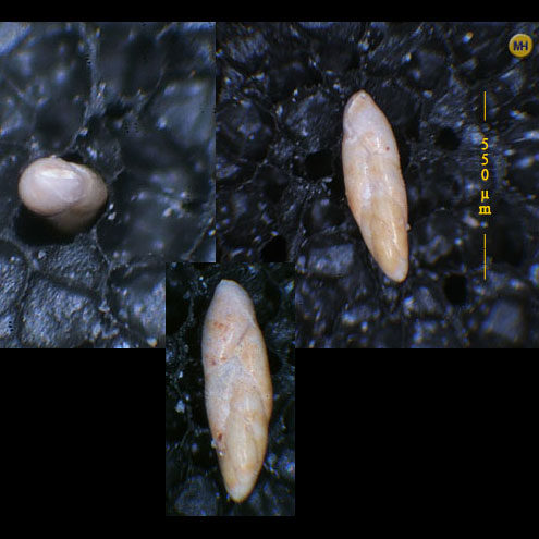 Polymorphina oblonga, Foraminifera, Gruenes Kreuz, Vienna Nussdorf, Austria