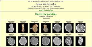Anna Waskowska Foraminifera collection