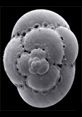 Foraminifera, Forams