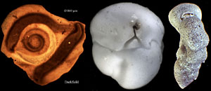 Foraminifera, Forams from the Reykjanes Ridge