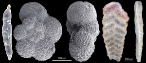 Foraminifera from the Schwarz gravel pit