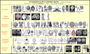 Taxonomy of Foraminifera, Forams