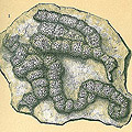 Placopsilina, Foraminifera, Forams