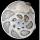 Calcarina hispida, Foraminifera