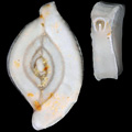 Foraminifera, Spiroloculina