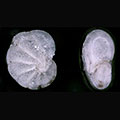 Nonionella miocenica