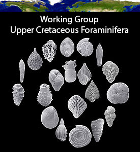 Working Group Upper Cretaceous
